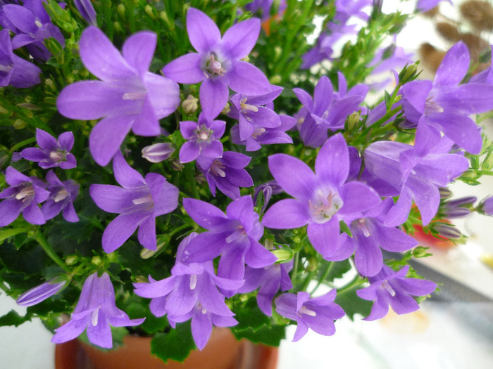 campanula 24.04.2012