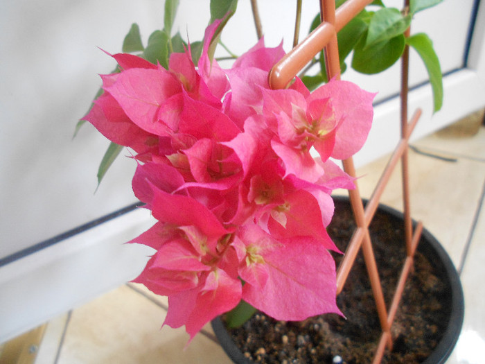 double pink - 2012-BOUGANVILLEA