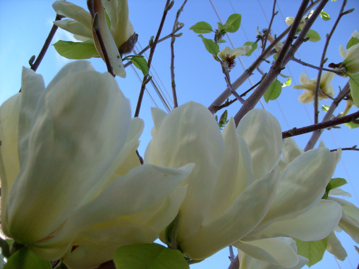 Magnolia Yellow River-2012 - Magnolia YELLOW RIVER -evolutie 2009