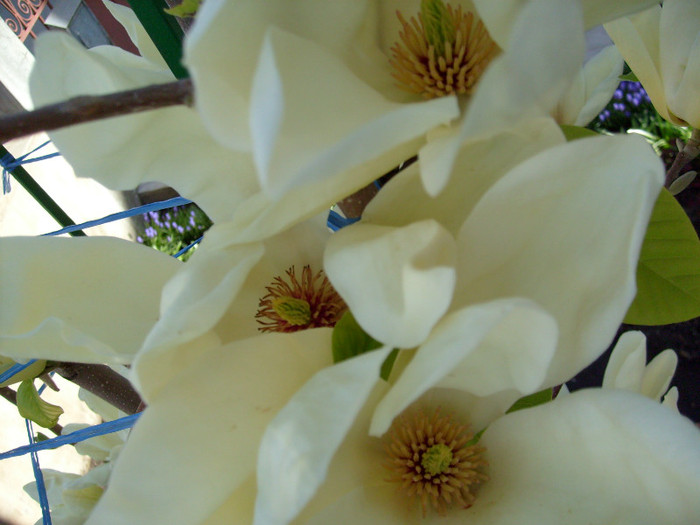 Magnolia Yellow River-2012