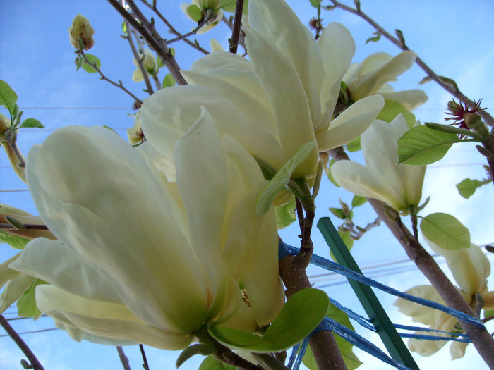 Magnolia Yellow River-2012