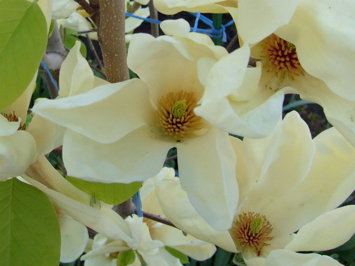 Magnolia Yellow River-2012 - Magnolia YELLOW RIVER -evolutie 2009