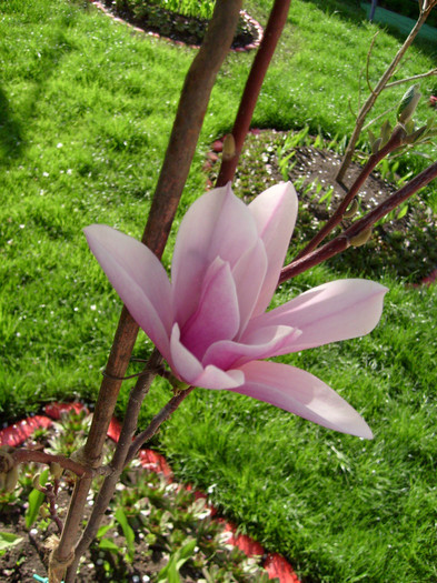 Magnolia Haeven Scent-2012; de la www.multeplante.ro
