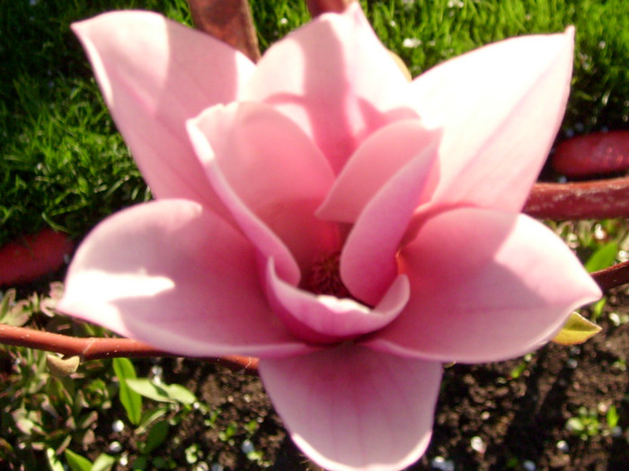 Magnolia Haeven Scent-2012; superba si foarte parfumata.de la www.multeplante.ro
