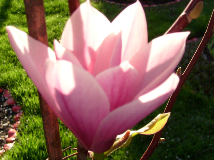 Magnolia Haeven Scent-2012 - Magnolia HEAVEN SCENT pe tulpina inalta -evolutie 2011