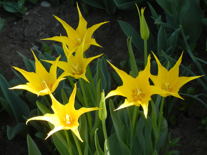 Tulipa Cistula (2012, April 24) - Tulipa Cistula