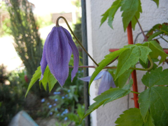 Clematis Pamela Jackman (2012, Apr.24) - Clematis Pamela Jackman