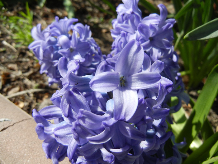 Hyacinth Delft Blue (2012, April 24) - Hyacinth Delft Blue