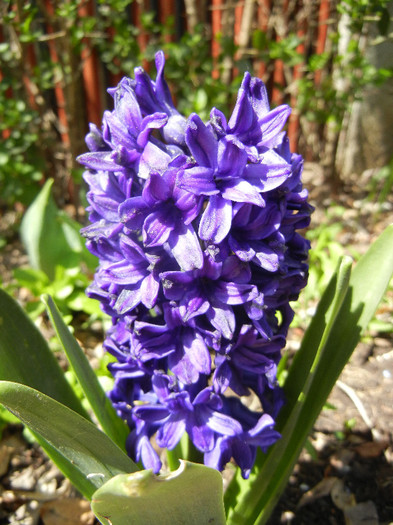 Hyacinth Peter Stuyvesant (2012, Apr.24) - Hyacinth Peter Stuyvesant