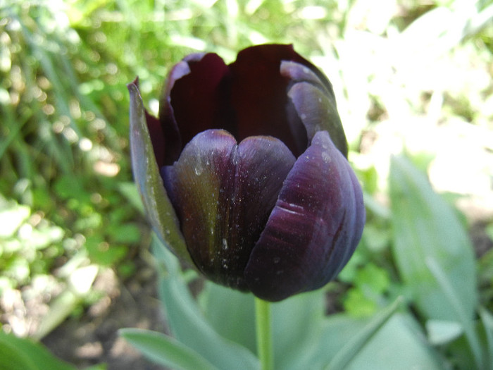 Tulipa Queen of Night (2012, April 24)
