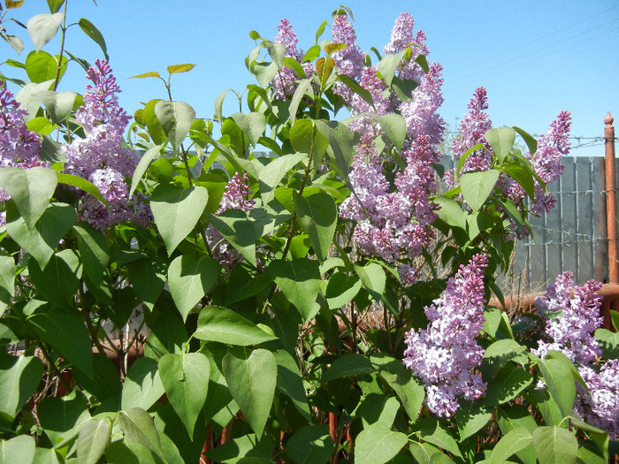 Syringa vulgaris_Lilac (2012, April 24)