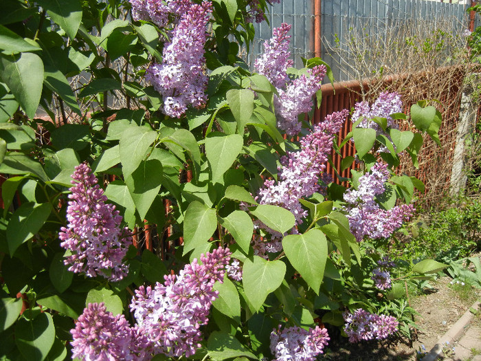Syringa vulgaris_Lilac (2012, April 24)