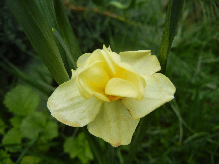 N. Yellow Cheerfulness (2012, Apr.20) - Narcissus Cheerfulness Y
