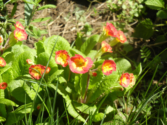 Primula polyanthus Red (2012, April 16) - Primula polyanthus Red