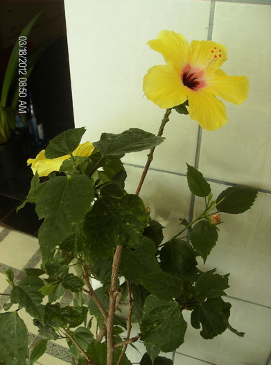 HPIM1703 - hibiscus 2012-1