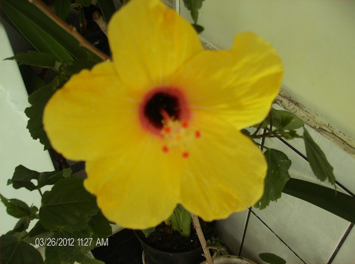 HPIM1737 - hibiscus 2012-1