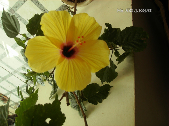 HPIM1706 - hibiscus 2012-1