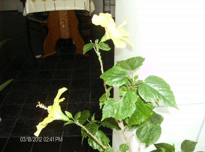 HPIM1712 - hibiscus 2012-1