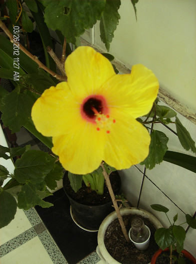 HPIM1736 - hibiscus 2012-1