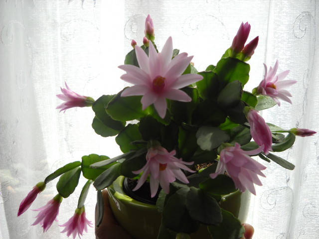 24.04.2012 aproape inflorita de tot! - Rhipsalidopsis 2013-2015-2019