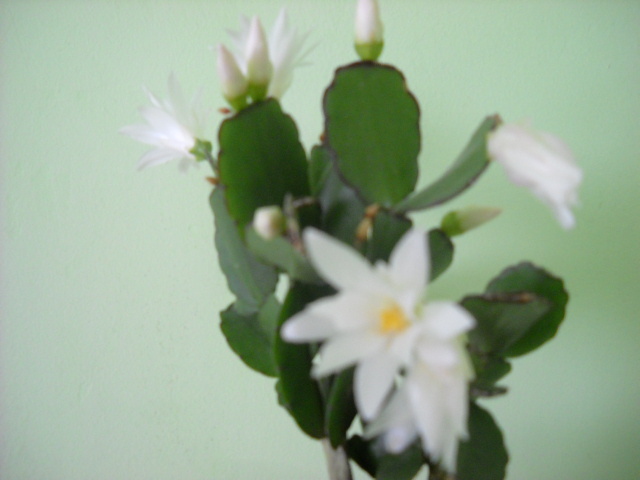 24.04. 2012 - Rhipsalidopsis 2013-2015-2019