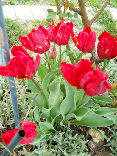DSCN2604
