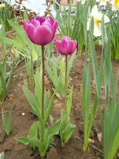 DSCN2608