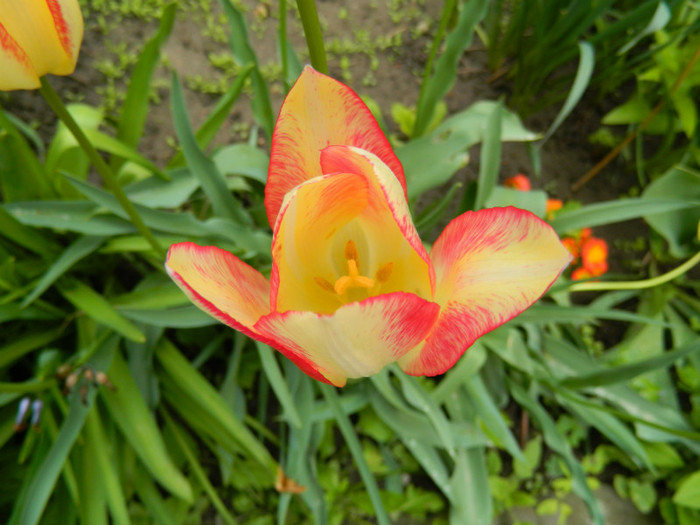 DSCN3574 - Aprilie 2012 Albumul 2