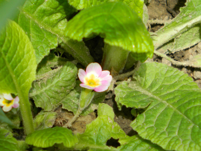 DSCN3608 - Aprilie 2012 Albumul 2