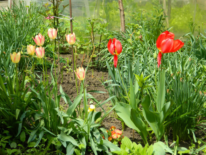 DSCN3622 - Aprilie 2012 Albumul 2