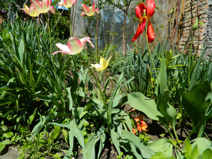 DSCN3628 - Aprilie 2012 Albumul 2