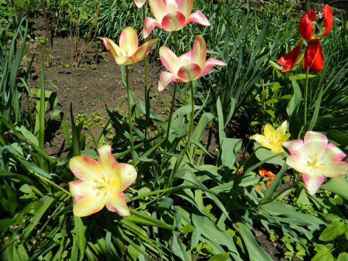DSCN3629 - Aprilie 2012 Albumul 2