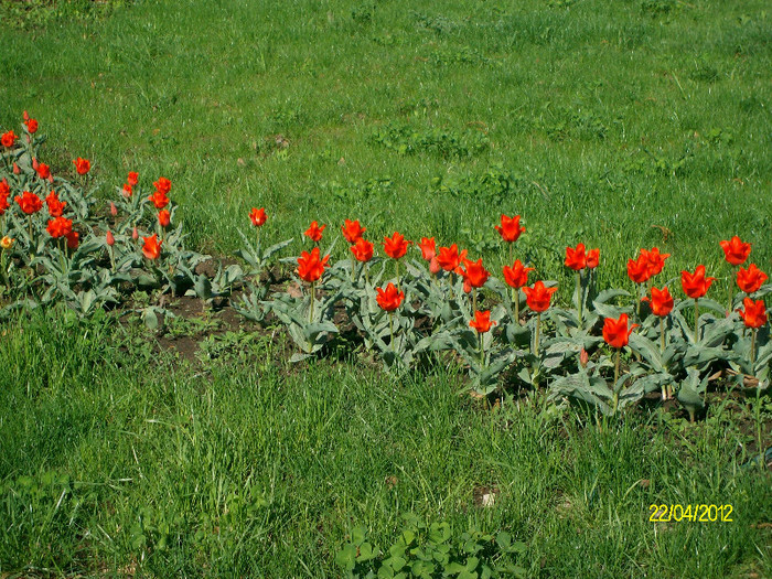 SANY1722 - Gradina Botanica Iasi 2012