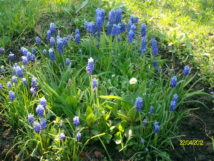 SANY1733 - Gradina Botanica Iasi 2012