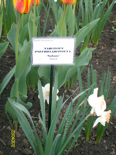 SANY1742 - Gradina Botanica Iasi 2012