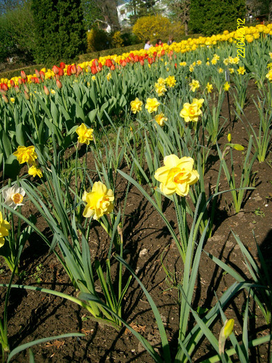 SANY1745 - Gradina Botanica Iasi 2012