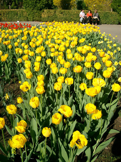 SANY1746 - Gradina Botanica Iasi 2012