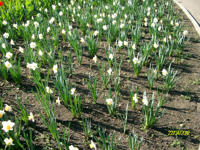 SANY1747 - Gradina Botanica Iasi 2012