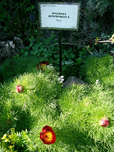 SANY1751 - Gradina Botanica Iasi 2012