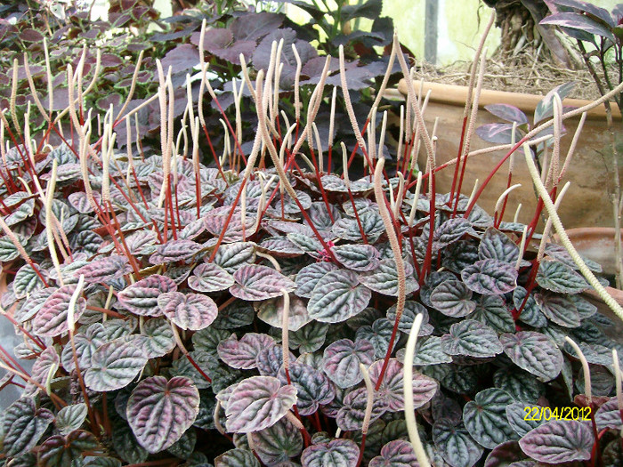 peperomia caperata