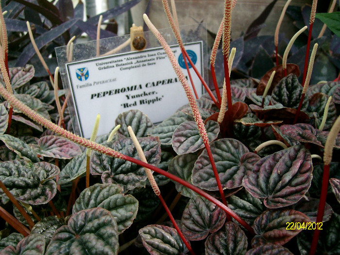 peperomia caperata - Gradina Botanica Iasi 2012