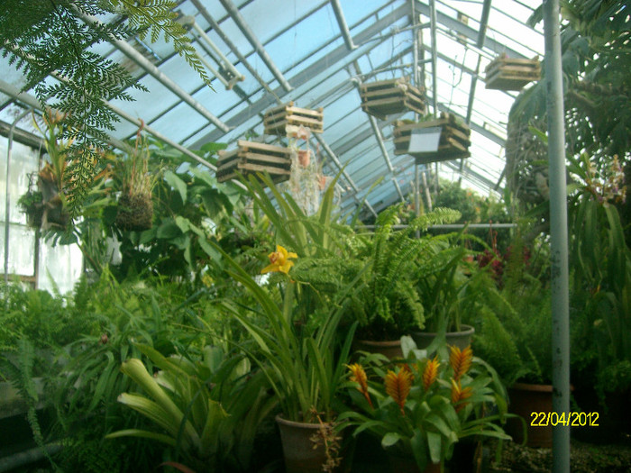 SANY1763 - Gradina Botanica Iasi 2012