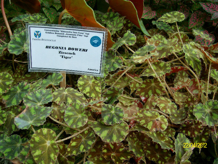 begonia boweri