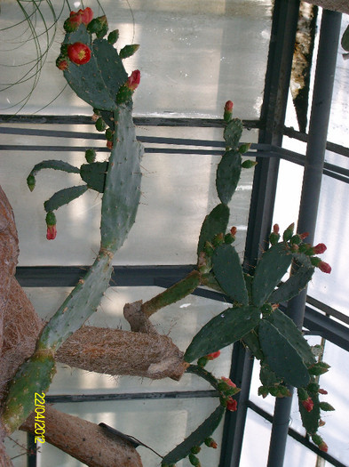 flori cactus