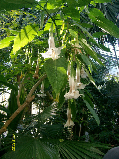 brugmansia - Gradina Botanica Iasi 2012