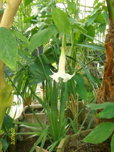 brugmansia - Gradina Botanica Iasi 2012