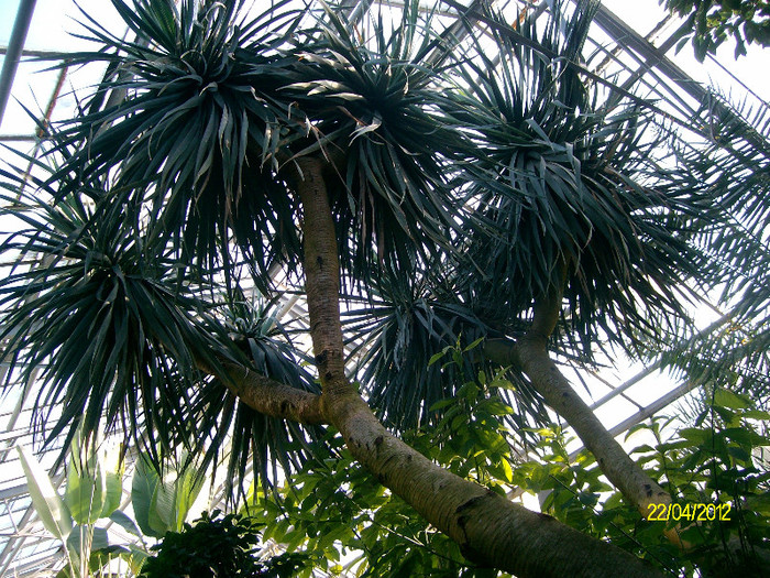 dracena draco - Gradina Botanica Iasi 2012