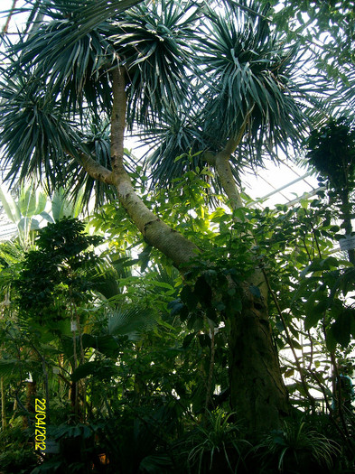 dracena draco - Gradina Botanica Iasi 2012