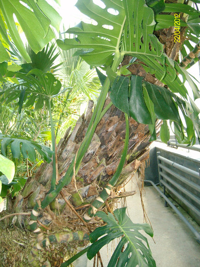 SANY1800 - Gradina Botanica Iasi 2012
