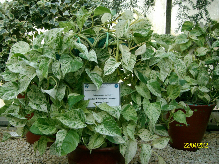 epipremnum aureum - Gradina Botanica Iasi 2012